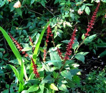 Salvia confertiflora: | Victorian Salvia Study Group Full Sun Shrubs, Spring Months, Red Orange Color, Small Shrubs, Late Winter, Flower Spike, Soft Hair, New Growth, Green Grass