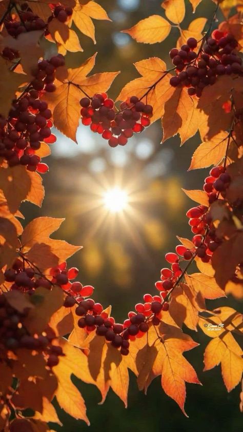 Fall Scenery Wallpaper, Hello October Images, Heart In Nature, Creation Photo, Iphone Wallpaper Fall, Autumn Magic, Autumn Scenes, Autumn Scenery, Beautiful Images Nature