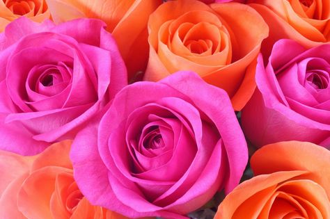 Or this bouquet of roses. - TownandCountrymag.com Orange And Pink Flowers, Orange Bouquets, Flower Close Up, Good Color Combinations, Pink Wedding Dress, Pink Rose Flower, Rose Orange, Orange Aesthetic, Beautiful Bouquet Of Flowers