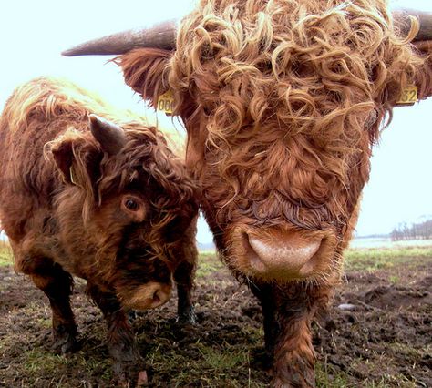 Curly Haired Cattle - a photo on Flickriver Cute Backrounds, Fav Animal, Pet Cows, Cow Photography, Highland Cow Art, Chippers, Scottish Highland Cow, Fluffy Cows, Eat Beef