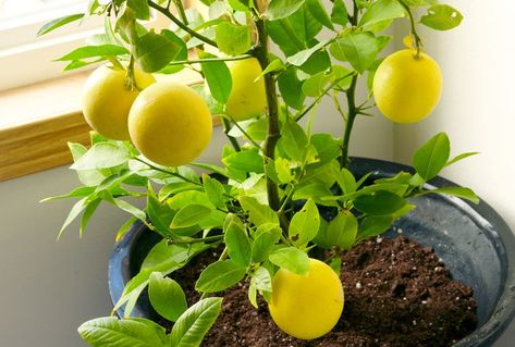 How to Grow a Lemon Tree from Seed Growing A Lemon Tree, Easy Homemade Sushi, Homemade Sushi Rolls, Lemon Tree From Seed, Growing Lemon Trees, Lemon Plant, Meyer Lemon Tree, How To Grow Lemon, Citrus Plant