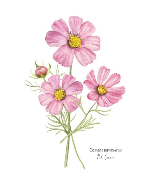 Pink Cosmos bipinnatus Botanical Painting Giclee Print of an | Etsy Cosmos Bipinnatus, March Birth Flowers, Pink Cosmos, Cosmos Flowers, Flower Sketches, Watercolor Flower Art, Botanical Painting, Paper Artwork, Birth Month Flowers