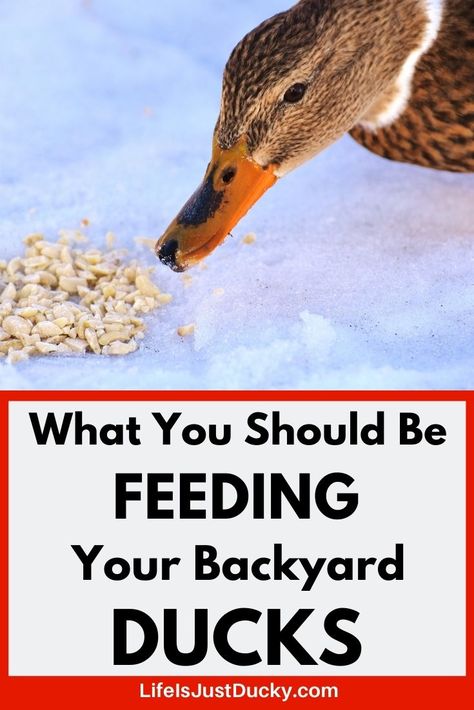 What should you be feeding your backyard ducks? Here are 17 things you can feed your ducks and 10 things ducks should not eat. What is healthy to feed your ducks? What To Feed Ducks, Duck Feeder, Male Duck, Duck Feed, Backyard Ducks, Meal Worms, Duck Coop, Duck Farming, Raising Ducks