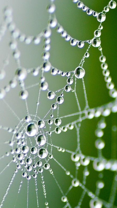 Morning dew on a spider web. - Macro photography. STEP RIGHT INTO MY LOVING PARLOUR said the spider to the fly, for mine is a magic diamond web, you can never escape me! some words my own, the actual fable written by Mary Howitt, English Poet, 1700s! Macro Fotografie, Foto Macro, Drops Of Water, Foto Tips, Morning Dew, Nature Water, �수채화 그림, Water Photography, Dew Drops