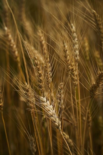 Winters crop | Premium Photo #Freepik #photo #grain #barley #wheat #rye Wheat Photos, Barley Grain, Seasonal Photography, Winter Crops, Winter Landscape, Rye, Psd Files, Barley, Vector Photo