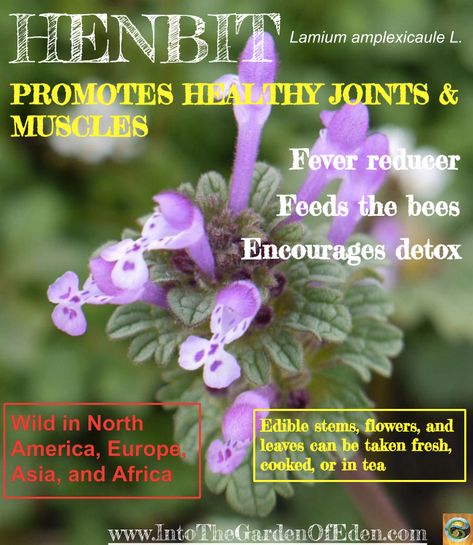 Wildcrafted Medicine: The Incredible Healing Properties of HENBIT — Steemit Henbit Recipe, Henbit Uses, Henbit Medicinal Uses, Edible Stem, Medicinal Wild Plants, Medicinal Weeds, Edible Weeds, Wild Food Foraging, Medicinal Herbs Garden