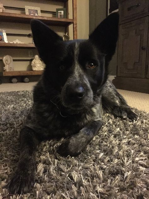 Blue Heeler Aesthetic, Happy Place Aesthetic, Little Bluestem, Aussie Cattle Dog, Dog Reference, Austrailian Cattle Dog, Place Aesthetic, Heeler Dogs, Blue Heeler Dogs