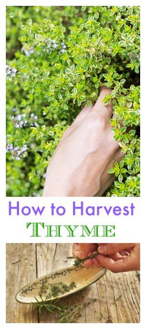 How To Harvest Thyme, Harvest Thyme, Drying Fresh Herbs, Indoor Herbs, Vertical Pallet Garden, Herb Garden Pallet, Container Herb Garden, Herbs Garden, Growing Basil