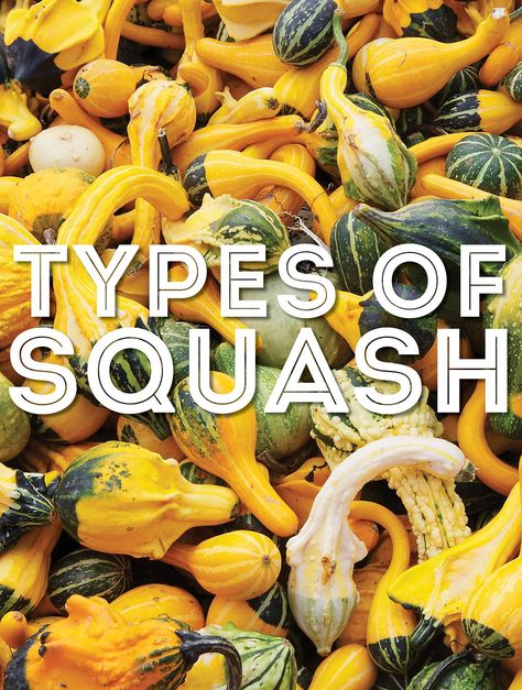 From acorn squash to zucchini, we're covering the most popular types of squash from A to Z in this helpful guide to squash! Different Kinds Of Squash, Types Of Zucchini, Types Of Squash, Sweet Dumpling Squash, Squash Types, Squash Varieties, Sweet Dumplings, Acorn Squash Recipes, Food C