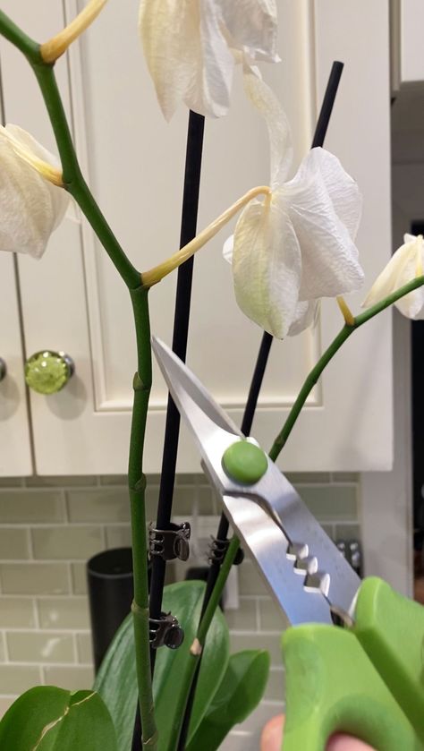 How To Make My Orchid Bloom Again, How To Root An Orchid, What To Do When Orchid Flowers Fall Off, Care Of Orchids How To Take, How To Replant An Orchid, Taking Care Of Orchids How To, Orchid Care In Water, Care For Orchids After Blooming, Replant Orchids Plants