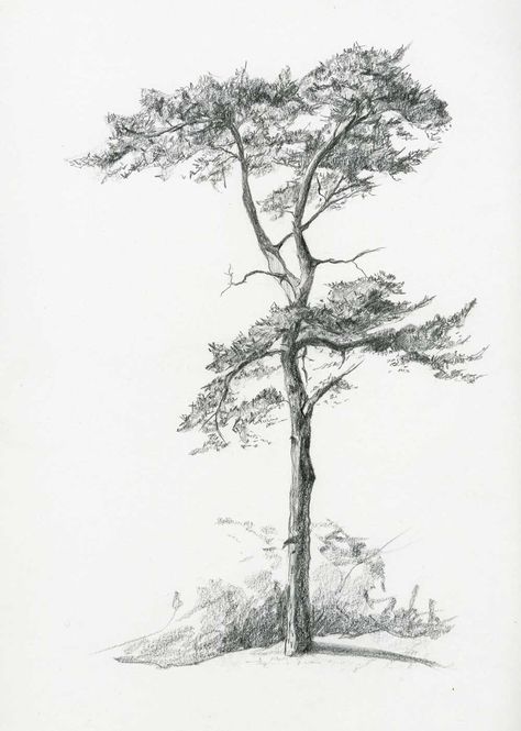 Tree Pencil Sketch, Plant Sketches, Landscape Pencil Drawings, Drawing Scenery, Tree Drawings Pencil, Pencil Trees, Nature Sketch, Incredible Art, Tree Sketches