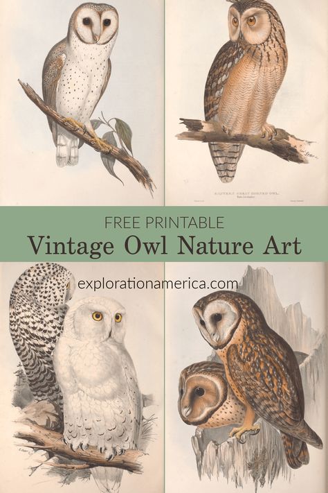 19 FREE vintage OWL nature scenes - perfect for classroom and nature station learning resources or DIY home decor! Print and hang! #printable #art #free #freeprintable #printableart #nature #poster #vintage #owls #wildlife #learning #classroom #home #decor #homedecor #diy Vintage Owl Prints, Vintage Owl Decor, Free Forest Printables, Nature Junk Journal Ideas, Dark Academia Free Printables, Bird Printables Free, Free Woodland Printables, Owl Printables Free, Free Vintage Printables Public Domain