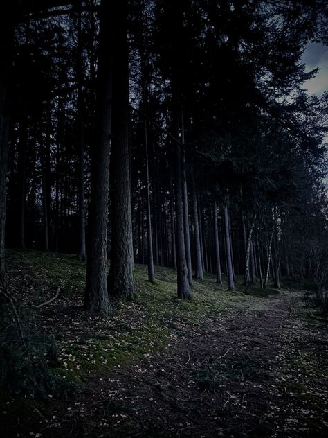 Evening, forest track, path in the woods, forest path Running Through The Woods Aesthetic, Night In The Woods Aesthetic, Path In The Woods, Creepy Woods, Landscape References, Wood Path, Inheritance Games, Woods Forest, Gravel Path