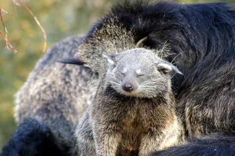 Binturong or bearcat (Arctictis binturong), baby with mother.....  is neither bear nor cat... Bearcat Animal, Baby With Mother, 4 October, Tom Clark, Bear Cat, Unusual Animals, Rare Animals, Wildlife Animals, Cute Creatures