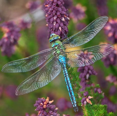 Dragonfly Reference Photo, Dragonfly Photography Amazing Pictures, Dragon Fly Photography, Dragonfly Images, Dragonfly Photography, Dragonfly Photos, Pictures Of Insects, Dragon Flys, Dragonfly Tattoo Design