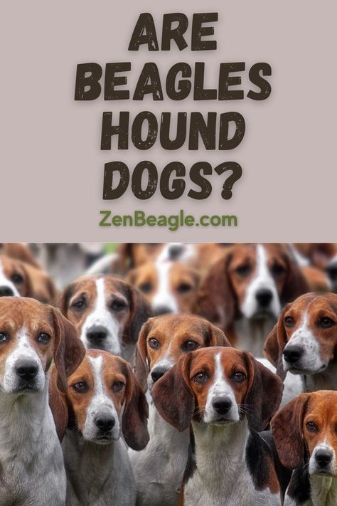 Adorable beagle with a hound-like appearance, sitting on a grassy lawn with a curious expression and wagging tail Best Facts, Beagle Breeds, Beagle Hound, Hound Dogs, The Hound, Popular Dog Breeds, Most Popular Dog Breeds, Popular Dog, Hound Dog