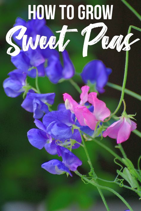 Sweet peas are a fragrant, dainty flower that has become a staple in the cottage garden. Learn how to grow sweet peas from seed here! Grow Sweet Peas, Growing Sweet Peas, Sweet Pea Plant, Pea Plant, Sweet Pea Seeds, Seed Starting Mix, Sweet Pea Flowers, Tiny Garden, Home Garden Plants