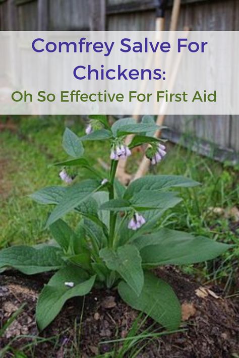 Comfrey salve is a must have for backyard chicken owners. It's a very effective first aid product for backyard chickens. Comfrey Lotion Diy, Oregano For Chickens, Natural Antibiotics For Chickens, Natural Dewormer For Chickens, Homestead 101, Chook House, Comfrey Salve, Backyard Homestead, French Chicken