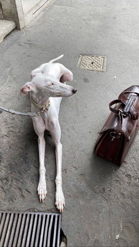 Whippet Aesthetic, Italian Greyhound Aesthetic, Greyhound Aesthetic, Greyhound Puppies, Italian Greyhound Dog, Whippet Dog, Grey Hound Dog, Pretty Dogs, Dog Blog