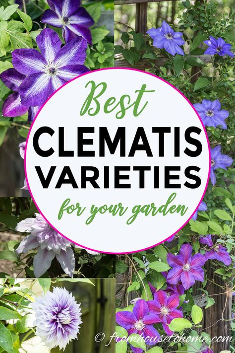 Clematis Care: The Ultimate Guide To Growing and Pruning Clematis - Gardening @ From House To Home Pruning Clematis, Part Shade Perennials, Clematis Care, Clematis Trellis, Clematis Varieties, Clematis Armandii, Blue Clematis, White Clematis, Garden Purple