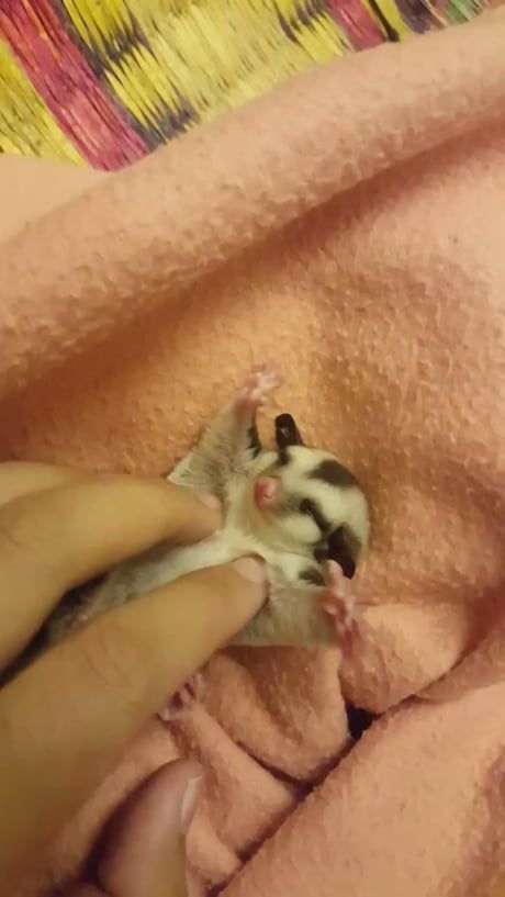 Baby sugar glider Sugar Glider, Baby Animals Funny, Cute Creatures, Sweet Animals, Cute Little Animals, 귀여운 동물, Cute Funny Animals, Animals Friends, Animal Gifs