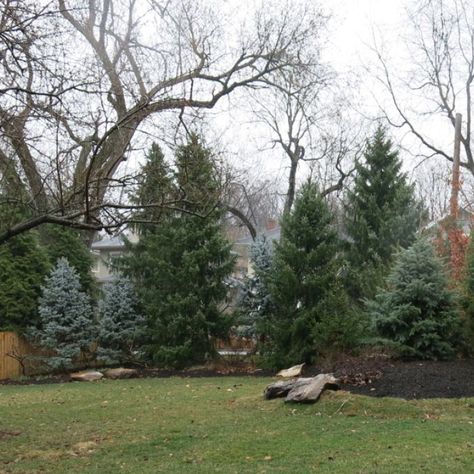 Spartan Juniper, Evergreen Landscape Front Yard, Landscape Privacy, Windbreak Trees, Midwest Gardening, Evergreen Landscape, Moderne Pools, Privacy Hedge, Landscape Borders