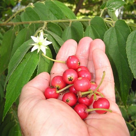 Cotton Candy Berry Aratiles Kerson Fruit Seeds Fast Growing Fruit Trees, Pizza Fruit, Strawberry Tree, Fruit Bearing Trees, Growing Fruit Trees, Strawberry Garden, Rare Seeds, Fruit Seeds, Fruit Tree