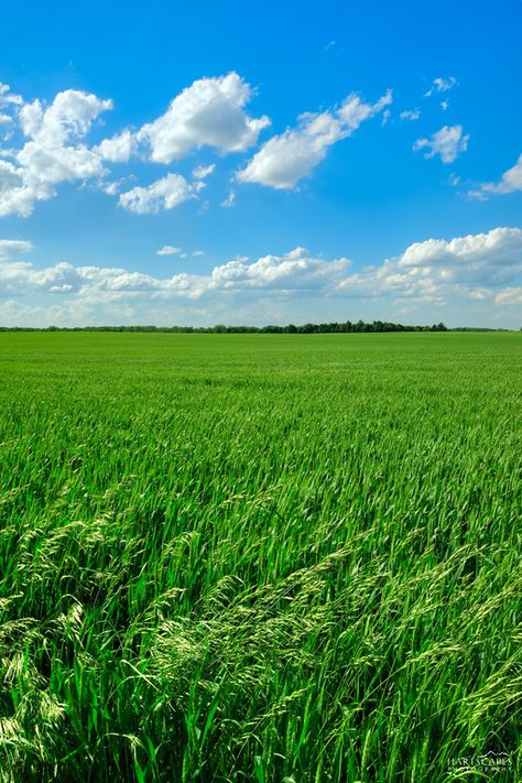 Wheat Field, Wheat Fields, Amazing Nature Photos, Landscape Wallpaper, Beautiful Smile Women, Landscape Photos, Amazing Nature, Nature Photos, Beautiful Landscapes