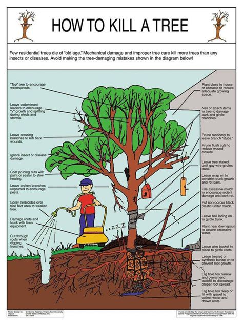 Fall Garden Vegetables, Tree Pruning, Plant A Tree, Fine Gardening, Stay Alive, Tree Care, Garden Trees, Autumn Garden, Trees And Shrubs