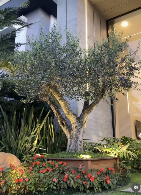 Olive Tree Garden, Garden Provence, Olive Trees Garden, Black Olive Tree, Mediterranean Garden Design, Mediterranean Garden, Olive Gardens, Olive Garden, House Garden