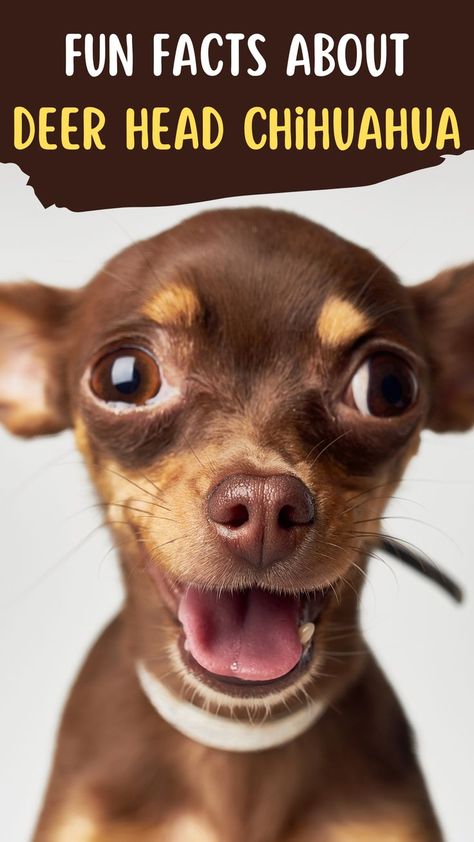 dear head chihuahua fan facts Deer Chihuahua, Deer Head Chihuahua, Chihuahua Facts, Facial Structure, Dog Behavior Training, Big Hearts, Dog Information, Weird Things, Deer Head