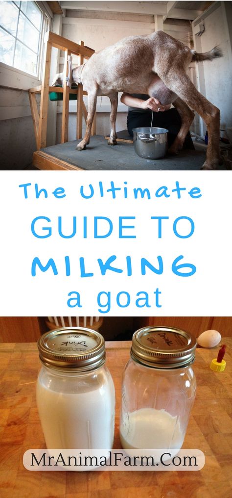 Keeping Goats, Goat Milking, Goat Milk Recipes, Homesteading Animals, Goat Care, Raising Goats, Goat Meat, Dairy Goats, A Goat