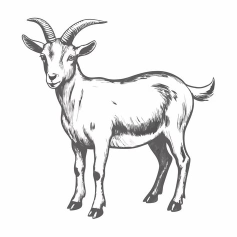 A drawing of a goat with a black and white drawing of a goat | Premium AI-generated vector Goat Drawing Sketch, Goat Black And White, Goat Sketch, Goat Drawing, Goat Logo, Goat Art, Drawing Black And White, Drawing Black, White Drawing