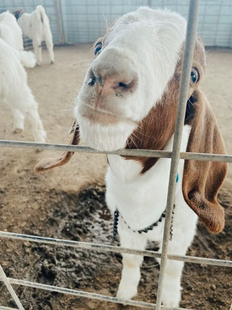 Goat Farm Aesthetic, 4-h Aesthetic, 4h Aesthetic, Livestock Aesthetic, Goats Aesthetic, Ffa Aesthetic, Vsco Preppy Aesthetic, Goat Aesthetic, Agriculture Aesthetic