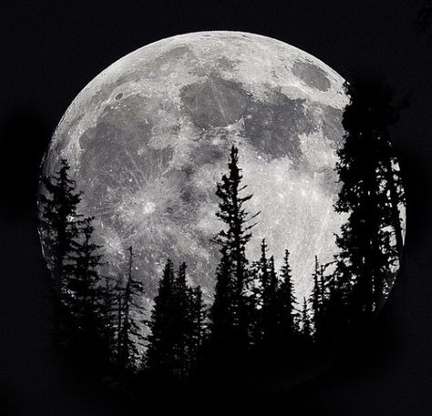 Colorado Denver, The Full Moon, Full Moon, Denver, Colorado, Trees, Moon, Tattoos