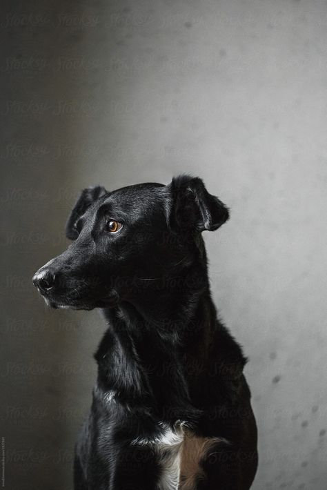 Classical Portrait Of A Black Dog With White Chest | Stocksy United Black Lab With White Chest, Black And White Dog Photos, Black And White Dogs Aesthetic, Dog Aesthetic Black And White, Big Scary Black Dogs, Easter Wallpaper, Black And White Dog, White Chests, Dog Search