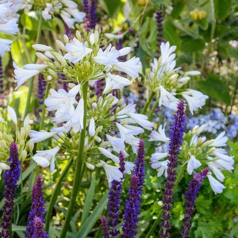 Salvia Garden, White Agapanthus, Agapanthus Plant, Salvia Plants, Gardeners World, Prairie Garden, Perennial Border, Border Plants, Plant Combinations