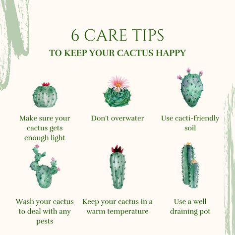 6 Care Tips To Keep Your Cactus Happy🌵😄 ➡️Make sure your cactus gets enough light ➡️Don't overwater ➡️Use cacti-friendly soil ➡️Wash your cactus to deal with any pests ➡️Keep your cactus in a warm temperature ➡️Use a well-draining pot Follow these tips to have a happy & healthy cactus! How To Take Care Of A Cactus, Cactus Care Tips Indoor, Cactus Facts, Cactus Bedroom, Plant Knowledge, Succulents Care, Cactus Names, Plant Tips, Cactus Care