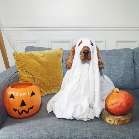 Booo! #stickythecocker wishes you a happy Halloween! 👻 Halloween Dogs Aesthetic, Christmas Cocker Spaniels, Happy Halloween Dog, Happy Halloweenie Dachshund, Almost Halloween, Happy Howloween Dog, Cozy Candles, English Cocker, English Cocker Spaniel