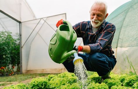 Improve essential nutrients in your garden with this DIY liquid fertilizer. It uses just a few household products. Diy Miracle Grow, Organic Plant Fertilizer, Homemade Plant Food, Natural Plant Fertilizer, Preserving Tomatoes, Organic Plant Food, Plant Fertilizer, Zucchini Plants, Miracle Grow