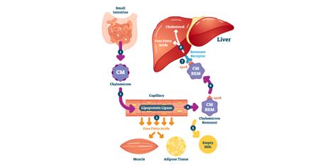 Do you know about the process of lipid metabolism and how it occurs? Give this lipid metabolism biochemistry MCQ quiz your time and check your knowledge about the same topic. Lipids are energy-rich organic and non-polar molecules. Lipid metabolism involves the synthesis and degradation of lipid cells in our body and is associated with carbohydrate metabolism. What else do you know about the metabolism of lipids? Enhance your learning about lipids with us by taking the quiz given below. Metabolism Biochemistry, Polar Molecules, Python Ideas, Carbohydrate Metabolism, Lipid Metabolism, Citric Acid Cycle, Acetyl Coa, Quiz With Answers, Adipose Tissue