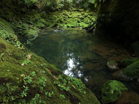 Green Pool, After Life, Forest Fairy, Nature Aesthetic, Pretty Places, Lush Green, Green Aesthetic, Mother Earth, Pretty Pictures