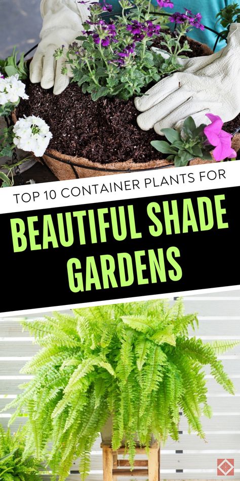 Top 10 container plants for beautiful shade gardens. These stunning plants thrive in low light and will transform your shady spots into a lush and vibrant oasis. Save this pin for later and click to learn more about these shade-loving container plants! Shade Container Plants, Best Shade Plants, Best Plants For Shade, Creative Landscaping, Sago Palm, Creeping Jenny, Sustainable Gardening, Shade Gardens, Thriving Garden