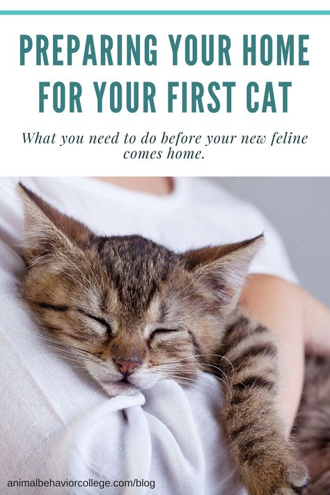 What you need to do before your new feline comes home. What Do You Need For A New Kitten, Cute Animal Pfp, Animal Pfp, Kitty Care, Behavior Tips, Cat Tips, Cats Stuff, Cat Nutrition, New Kitten