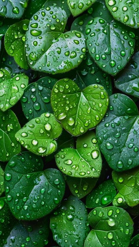 Leaves Photography Ideas, Green Wallpaper Hd 1080p, Leaf Phone Wallpaper, Nature Aesthetic Green, Colourful Plants, Green Nature Wallpaper, Green Leaf Background, Android Wallpaper Art, Flowers Photography Wallpaper