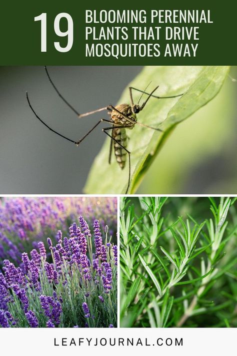 Outdoor Evening, Bug Off, Mosquito Repelling Plants, Indoor Plant Care, Home Landscaping, Plant Health, Mosquito Repellent, Perennial Plants, Outdoor Plants