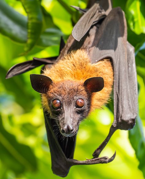 Fruit Bat or Flying Fox | Unusual milky brown eyes. | Flickr Bat Halloween Decorations, Facts About Bats, Tattoo Bat, Bat Aesthetic, Australian Mammals, Bat Eyes, Fox Bat, Animals Tattoos, Flying Fox