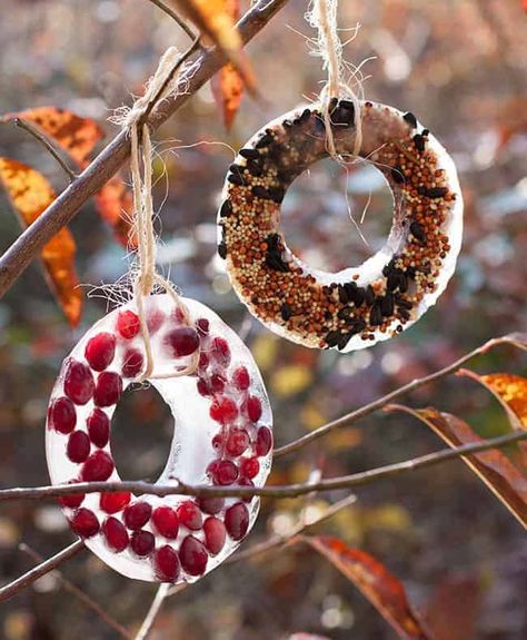 Ice Crafts, Bird Seed Ornaments, Bird Treats, Holiday Birds, Homemade Bird Feeders, Diy Christmas Ornaments Easy, Diy Bird Feeder, Diy Birds, Holiday Kitchen