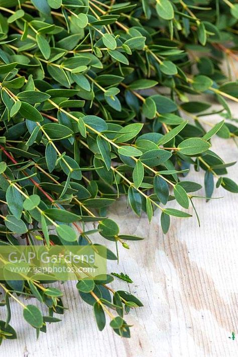 Myrtus - Myrtle Myrtle Greenery, Myrtle Wreath, Myrtle Plant, Myrtle Leaves, Greenery Floral Arrangement, Floral Design Classes, Flower Identification, Sukkot, Plant Photography