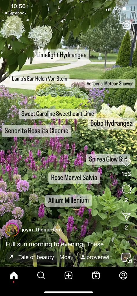 Hydrangea Companion Plants Front Yards, Limelight Hydrangea Companion Plants, Flowers For Sunny Areas, Limelight Hydrangea Landscaping, Garden Color Palette, Bobo Hydrangea, Salvia Plants, Front Flower Bed, Hydrangea Landscaping